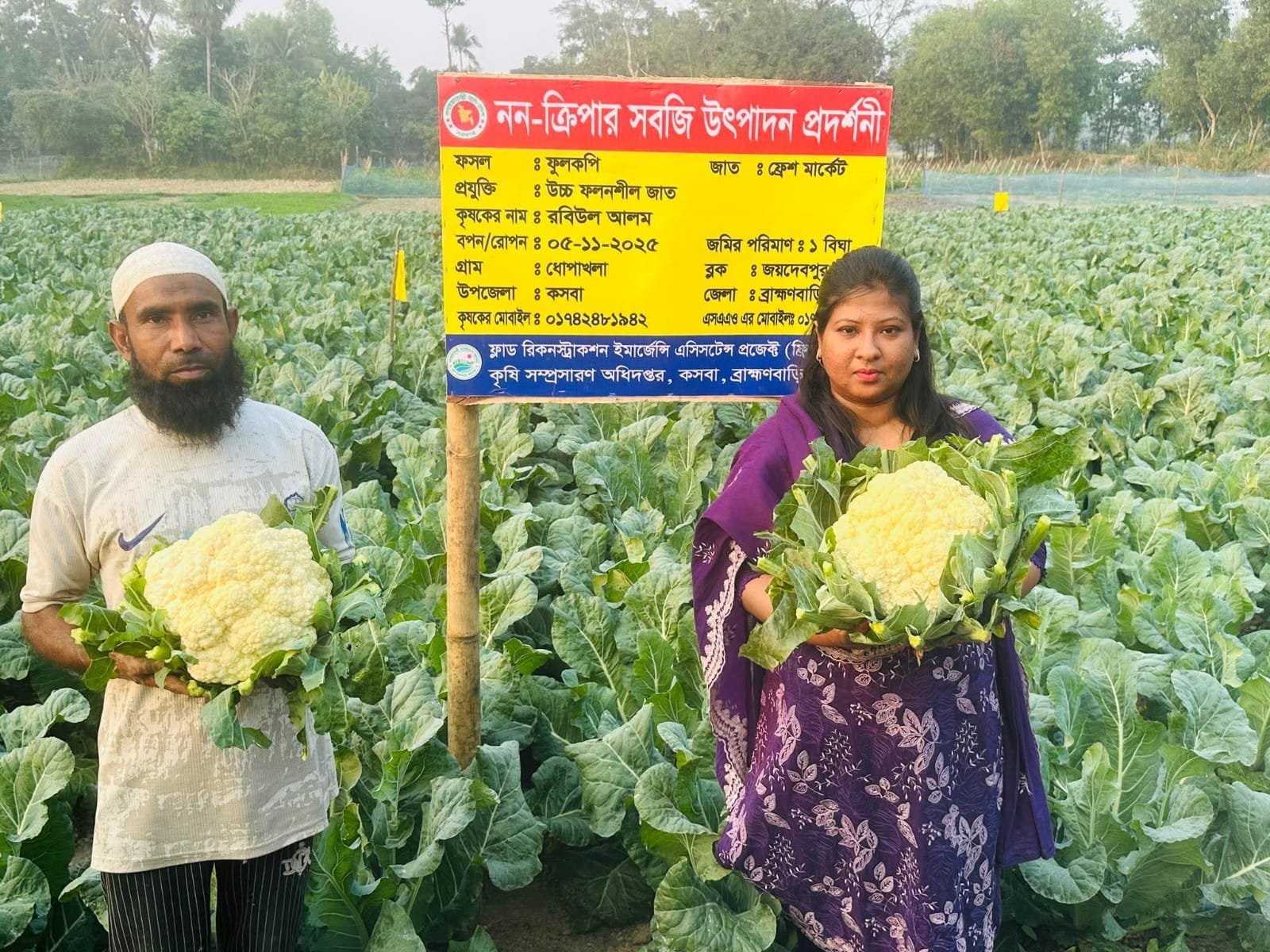 কসবায় উচ্চমূল্য ফসল ফুলকপি চাষে কৃষকের মুখে হাসি!